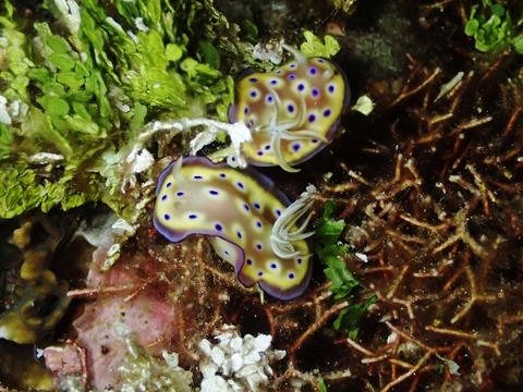 PA300022 (640x480)