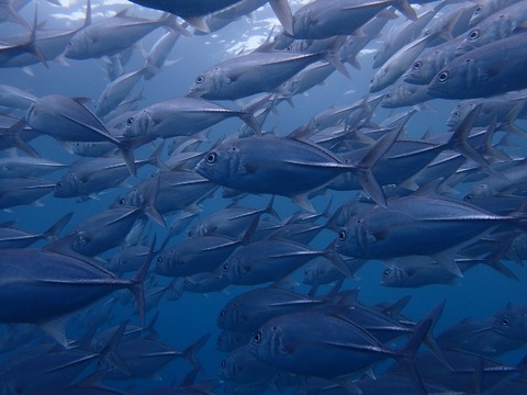P1060041 (640x480)