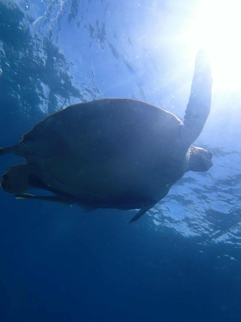 Messenger_creation_2542E431-96AF-44AB-81A4-F56FC5E911A8