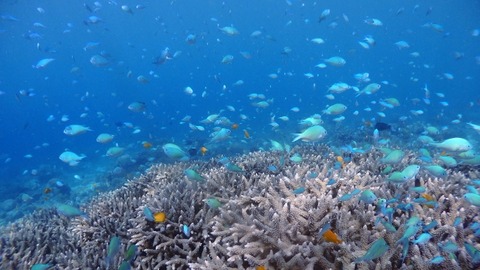 PC100219 (640x360)
