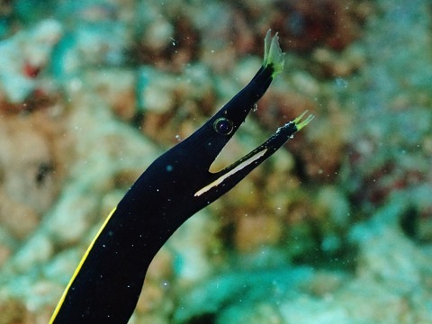 P5210786 (640x480)