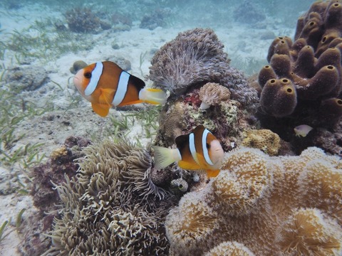 P8270102 (640x480)