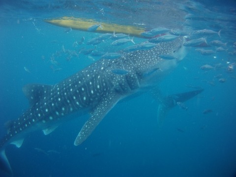 PICT0001 (640x480)