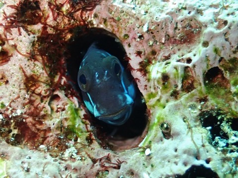 P5150147 (640x480)