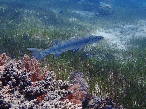 P3280185 (640x481)