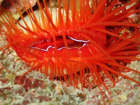 P5050153 (640x480)