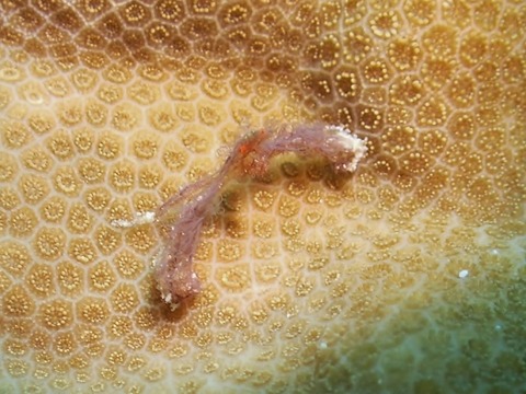 P5140045 (640x480)