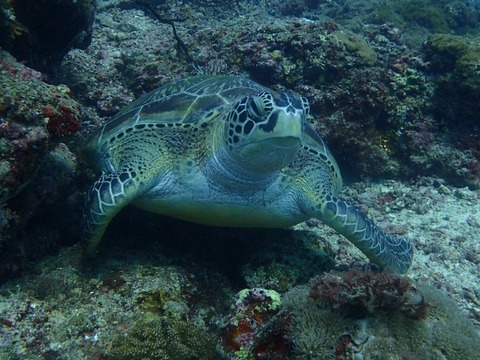 Messenger_creation_67B17181-81E7-4A37-948B-94E43EB3CFEC