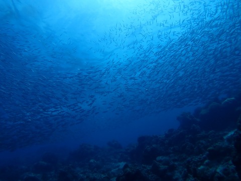 P6010033