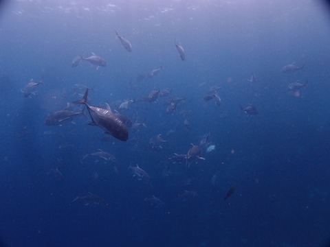 P8265274 (640x480)