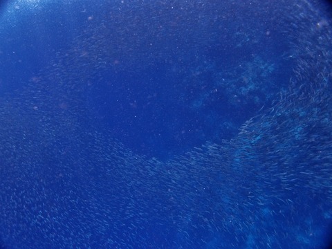 P9151783 (640x480)