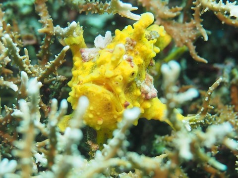 Cebu2016-2017 (1178) (640x480)