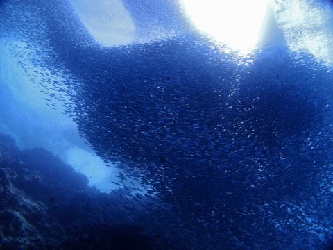 P1013616 (640x480)