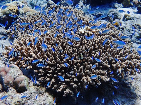 P8090050 (640x480)