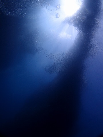 P3253351 (480x640)