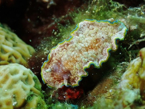 P8060018 (640x480)