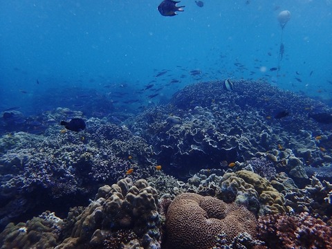 P1310017 (640x480)