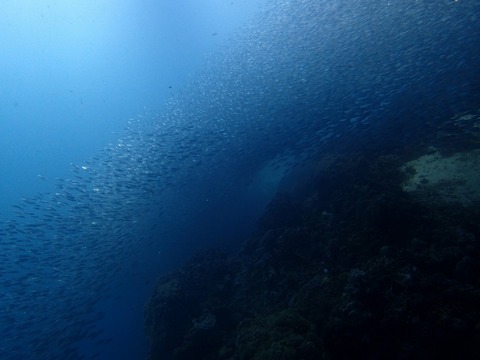 Messenger_creation_83327A44-D159-4B0D-898E-DBA31A04B2C0