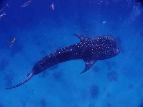 P9015885 (640x480)