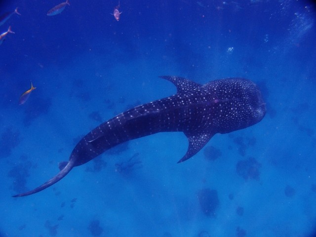 ジンベイザメ特集 セブ島 マクタン島のショップ日記