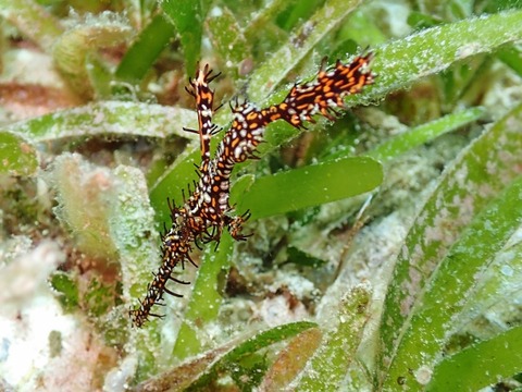 P8220470 (640x480)