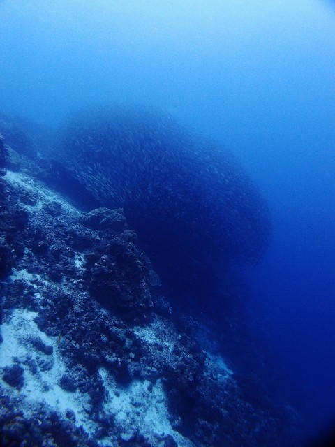 P8310664 (480x640)