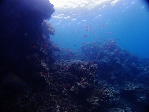 P1017945 (640x480)