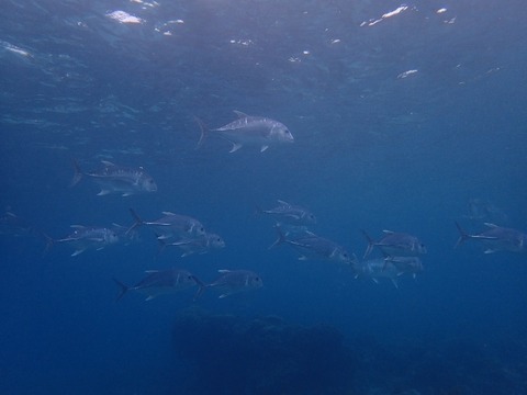P1120046 (640x480)