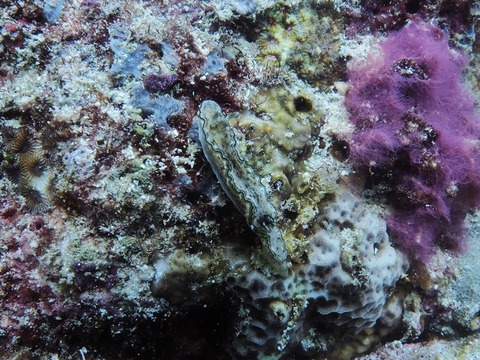 P1010119 (640x480)