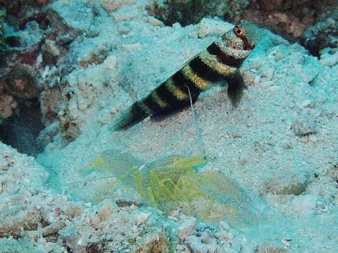 P6120013 (640x480)