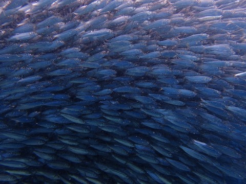 P4280317 (640x480)