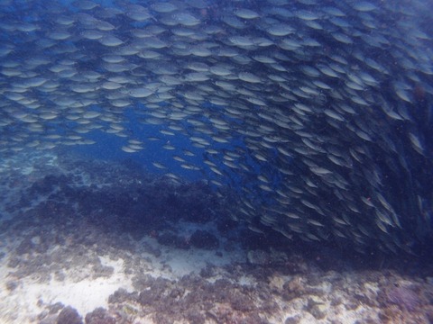 PA257597 (640x480)