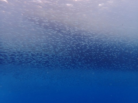 PB300022 (640x480)