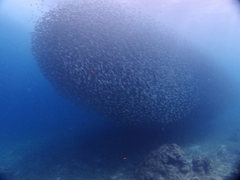 P2070806 (640x480)