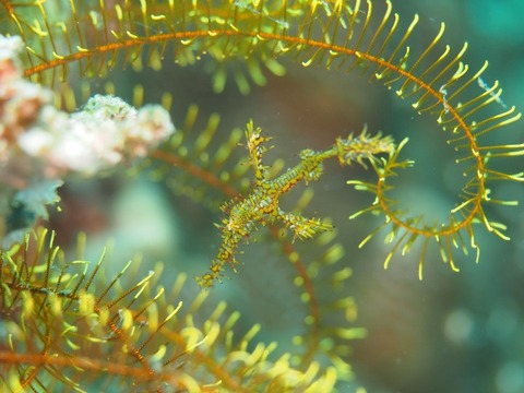Cebu2016-2017 (616) (640x480)