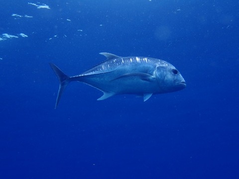 P7050050 (640x480)