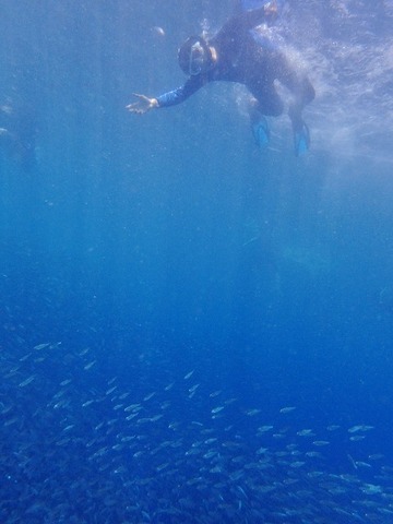 P9160932 (480x640)