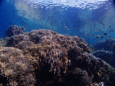 P1018156 (640x480)