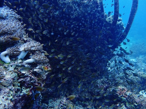 P8260254 (640x480)
