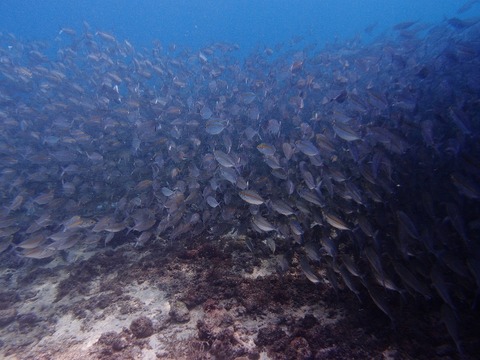 PB028070 (640x480)