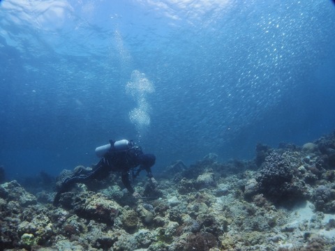 P3220062 (640x480)