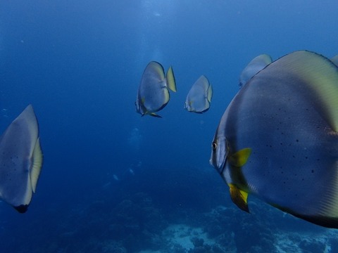 P1120075 (640x480)
