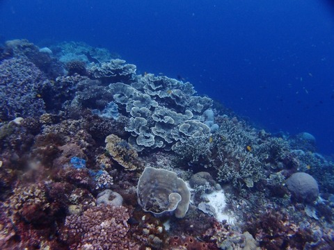 P9050686 (640x480)
