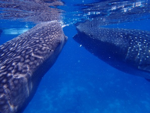 P8270205 (640x480)