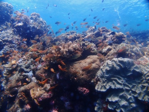 P7282272 (640x480)