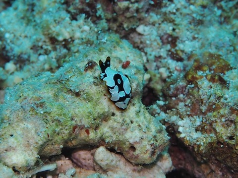 P3060116 (640x479)