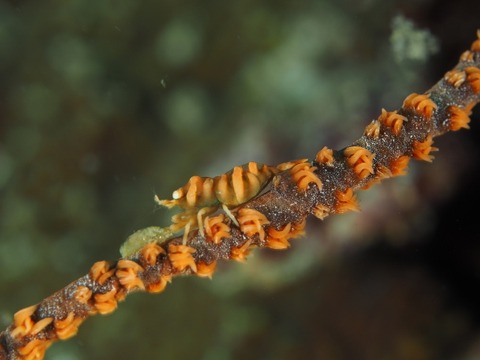 A0005089 (640x480)