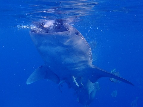 P2270137 (640x480)