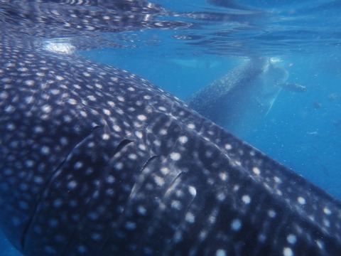 P8160067 (640x480)