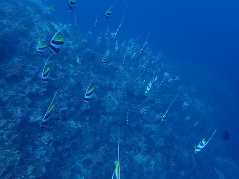 P1120005 (640x480)